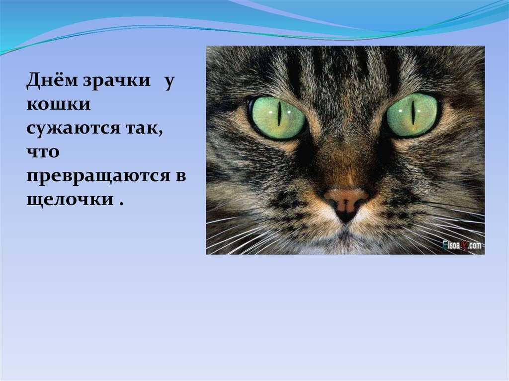 Расширенные зрачки у кошки: возможные причины, возможные заболевания, способы лечения, советы ветеринаров