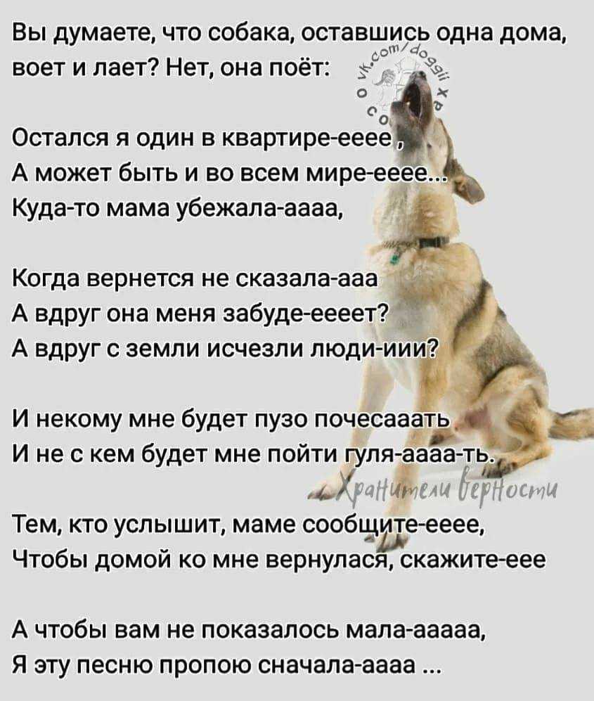Если собака писается от радости