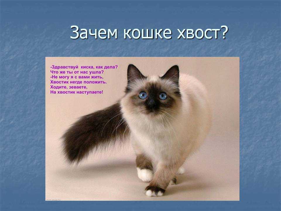 Почему нельзя дергать кота за хвост | кот и кошка