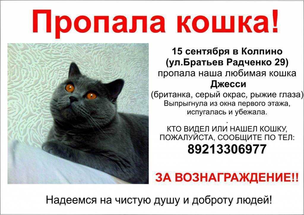 Ларингит у кошек — симптомы, диагностика, лечение — сеть ветеринарных центров «медвет»