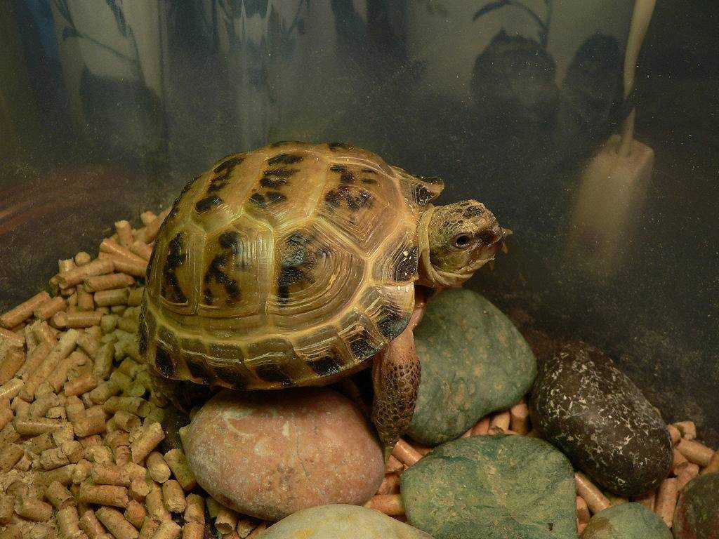Что едят черепахи: как правильно и чем кормить черепаху в домашних условиях