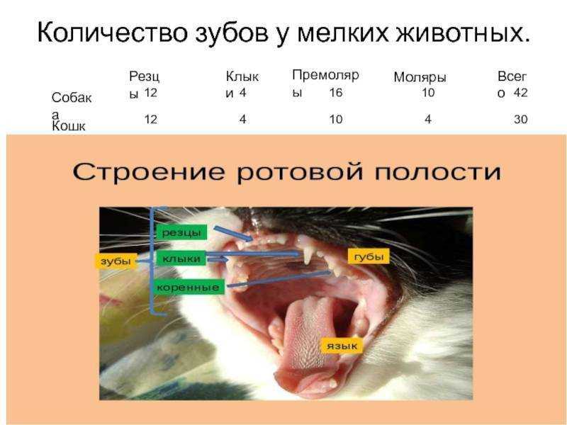 Смена зубов у кошек