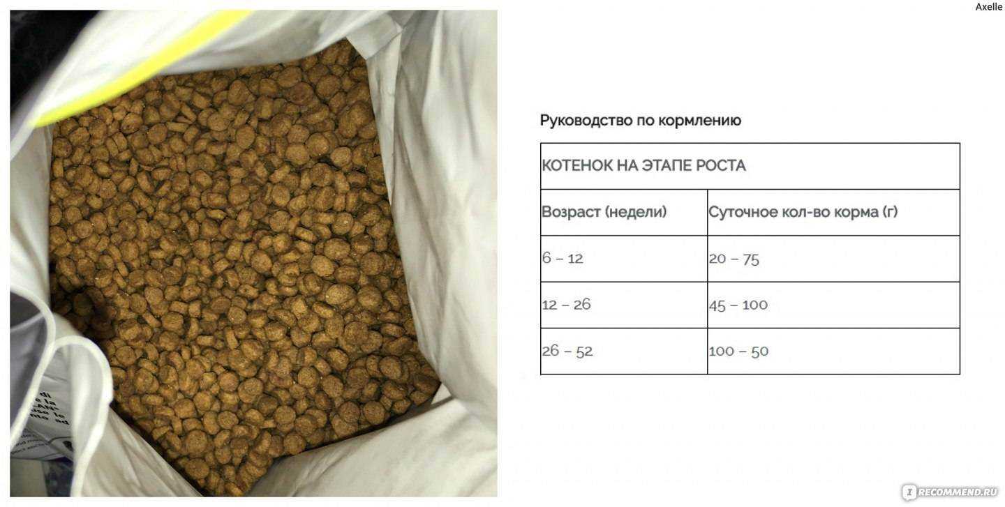 Как перевести кошку на сухой корм, советы профессионалов, видео