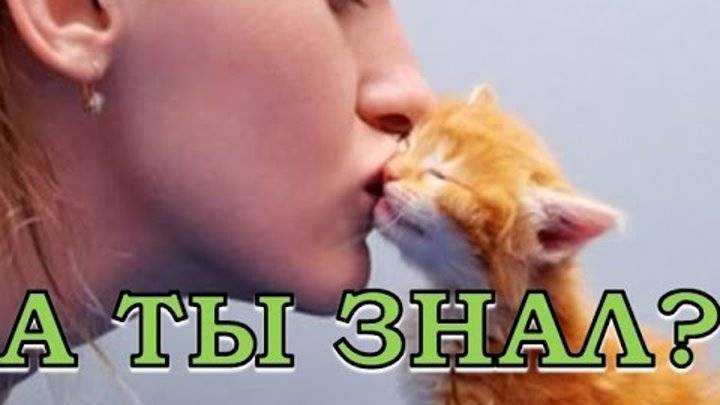 Почему на самом деле собака вас облизывает: 5 научных причин