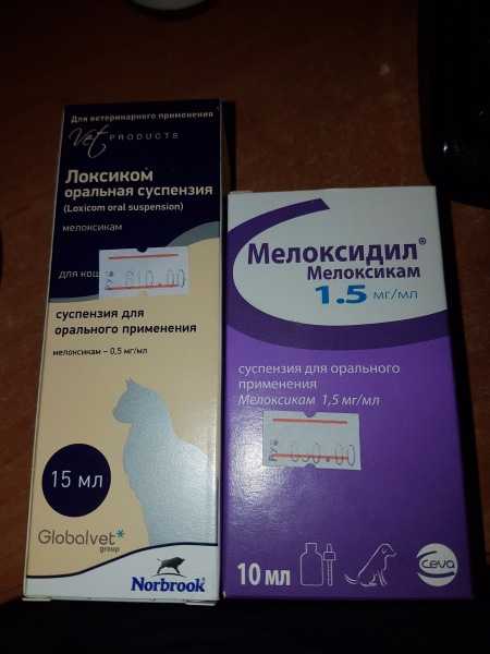 Инструкция по применению локсикома для лечения кошек и описание аналогов: мелоксикама, мелоксидила, мелоксивета