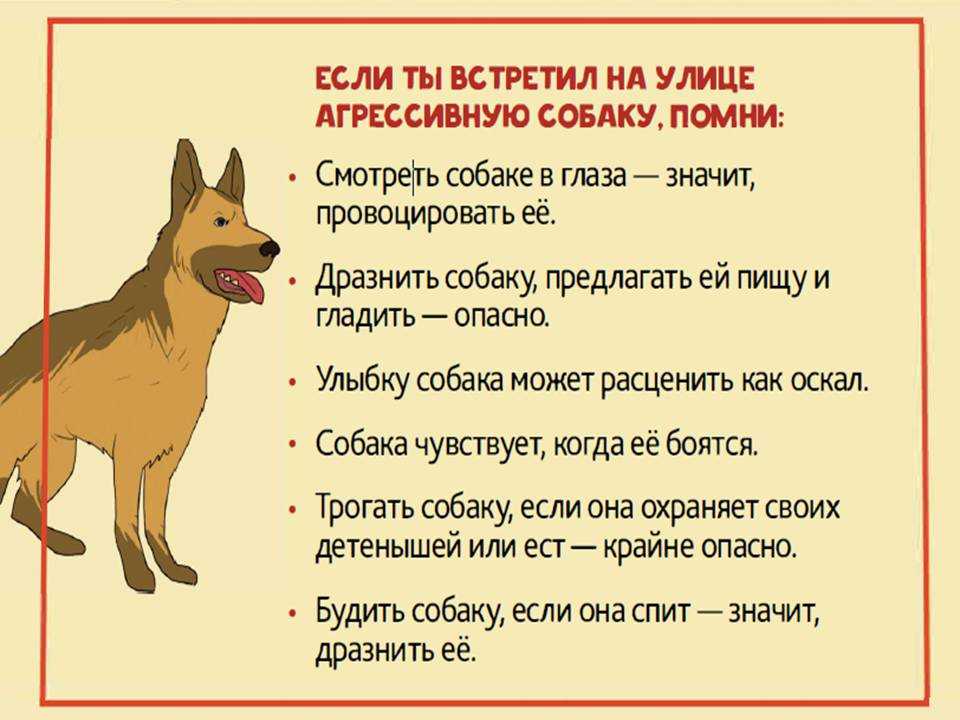 Что делать, если собака боится чего-то