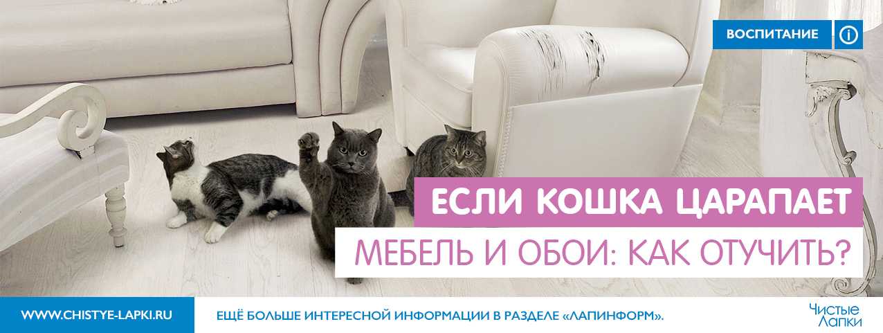 7 методов отучить кошку прыгать на стены