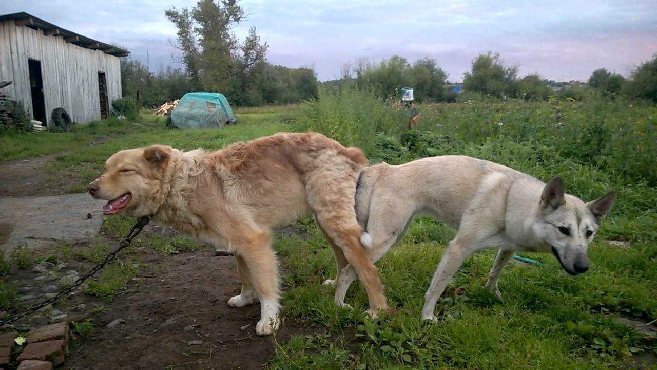 Почему собаки прилипают друг к другу попами: что делать после спаривания