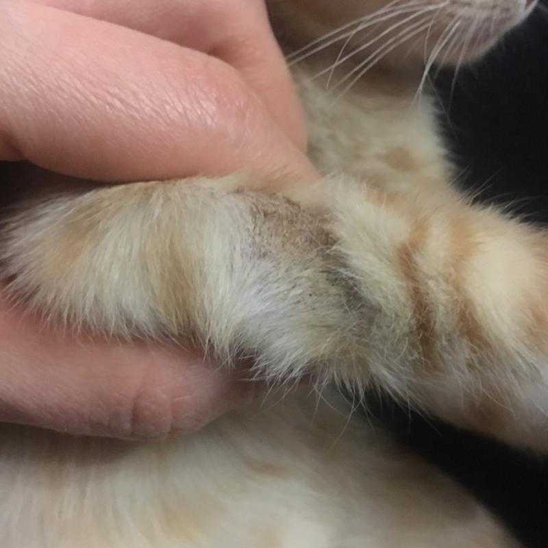 У кошки под кожей шарик