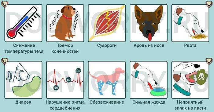 Чем кормить собаку после отравления для быстрого восстановления?