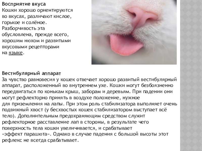 Атаксия у котов и кошек - симптомы, лечение, препараты, причины появления | наши лучшие друзья