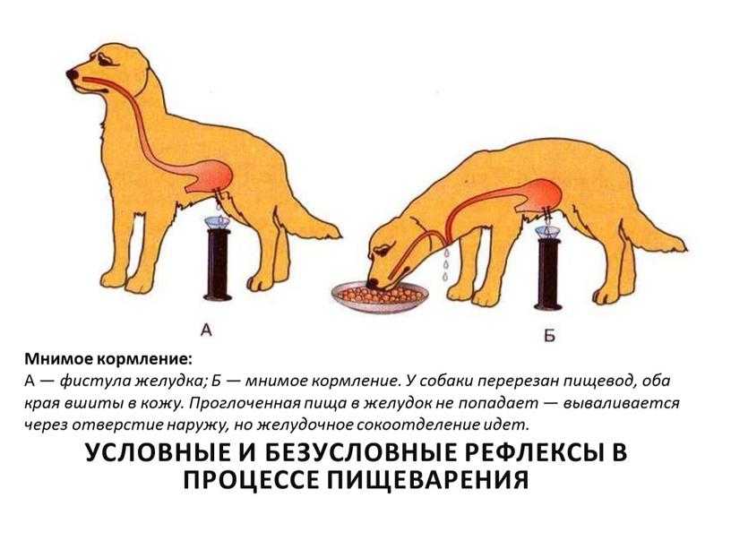 Синдром обратного чихания у собак