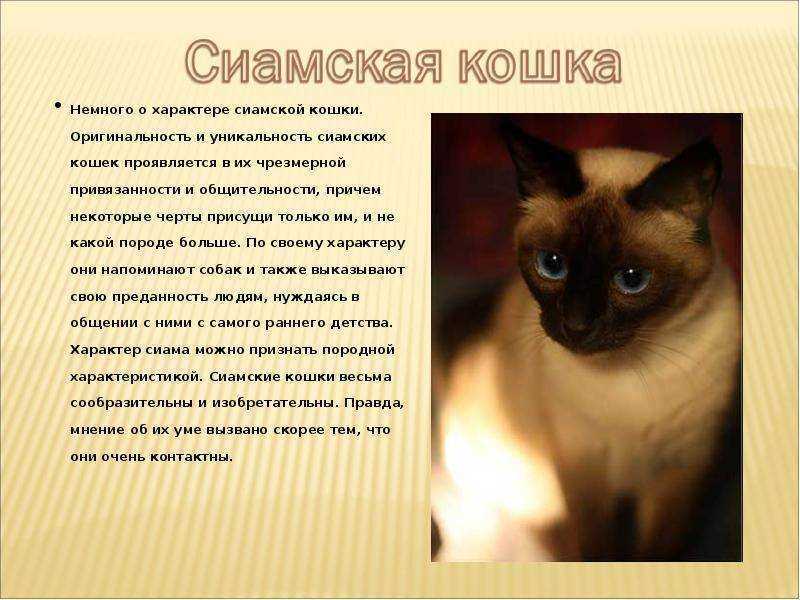 Сколько живут кошки в зависимости от породы, стерилизации и кастрации