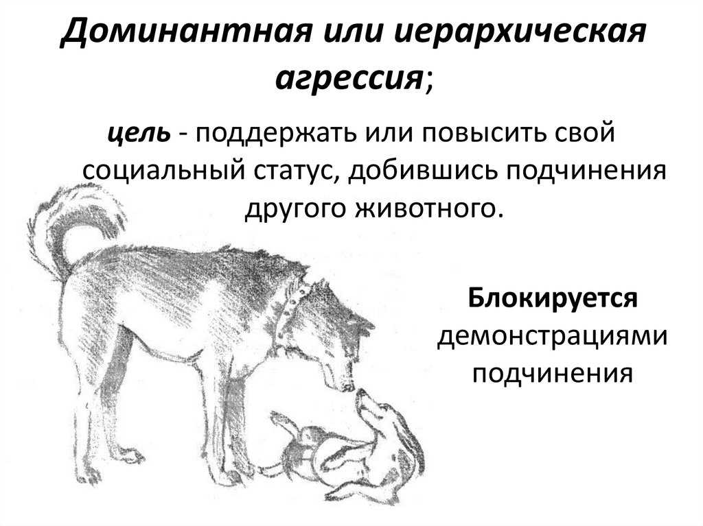 Почему кошки и собаки враждуют: мифы, легенды и реальность