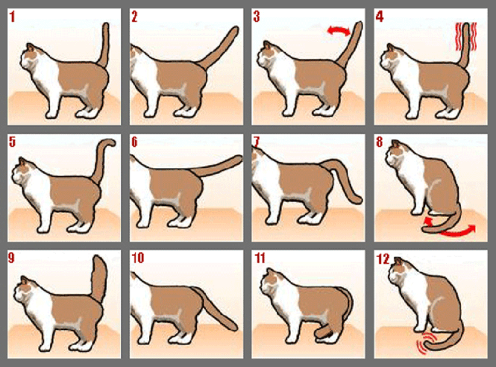 Как приручить кота