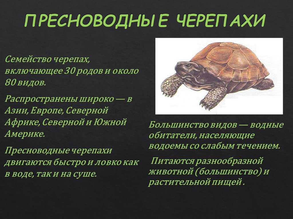 Как ухаживать за сухопутной черепахой