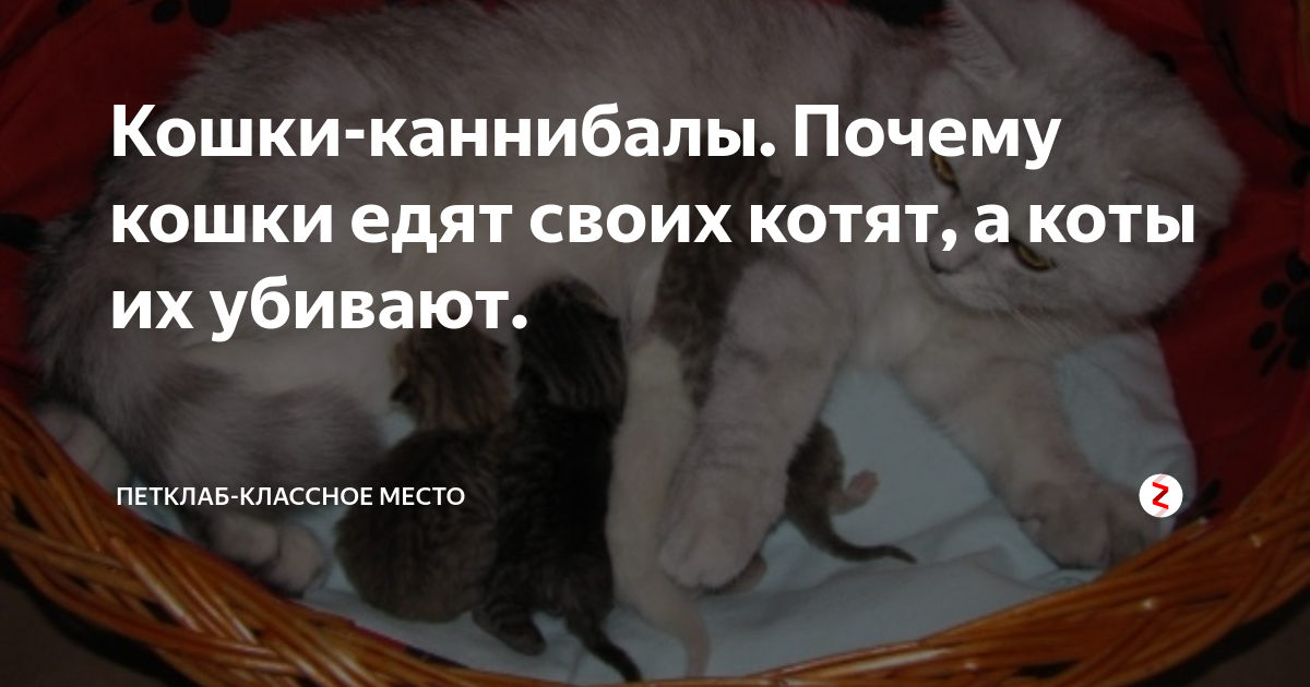 Почему кошки едят своих котят: основные причины каннибализма | звери дома