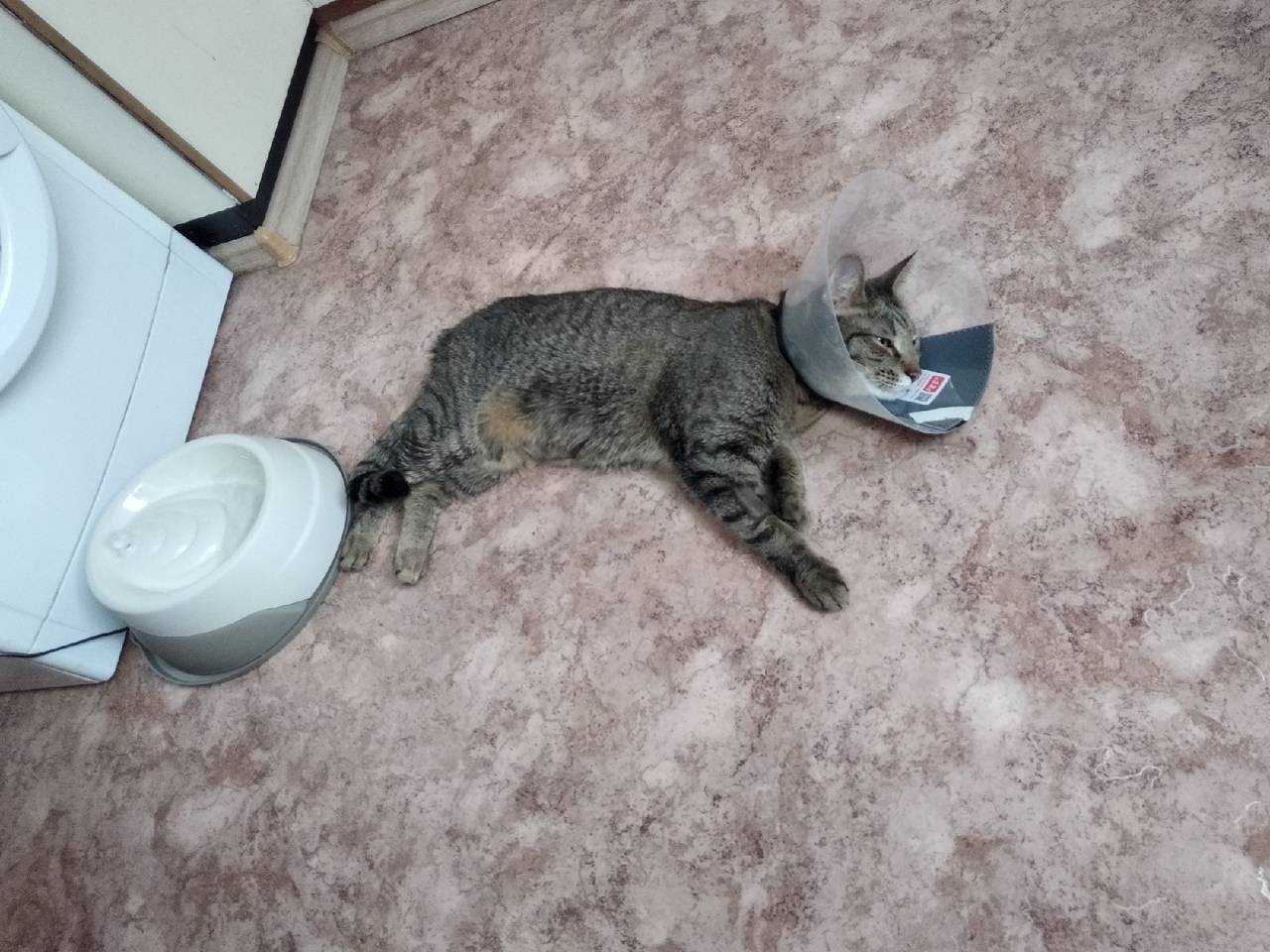 Котенок не может сходить в туалет