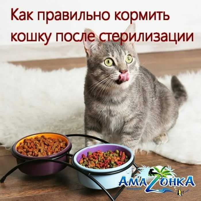 Можно ли сочетать промышленный корм для кошек с «домашней» пищей?
