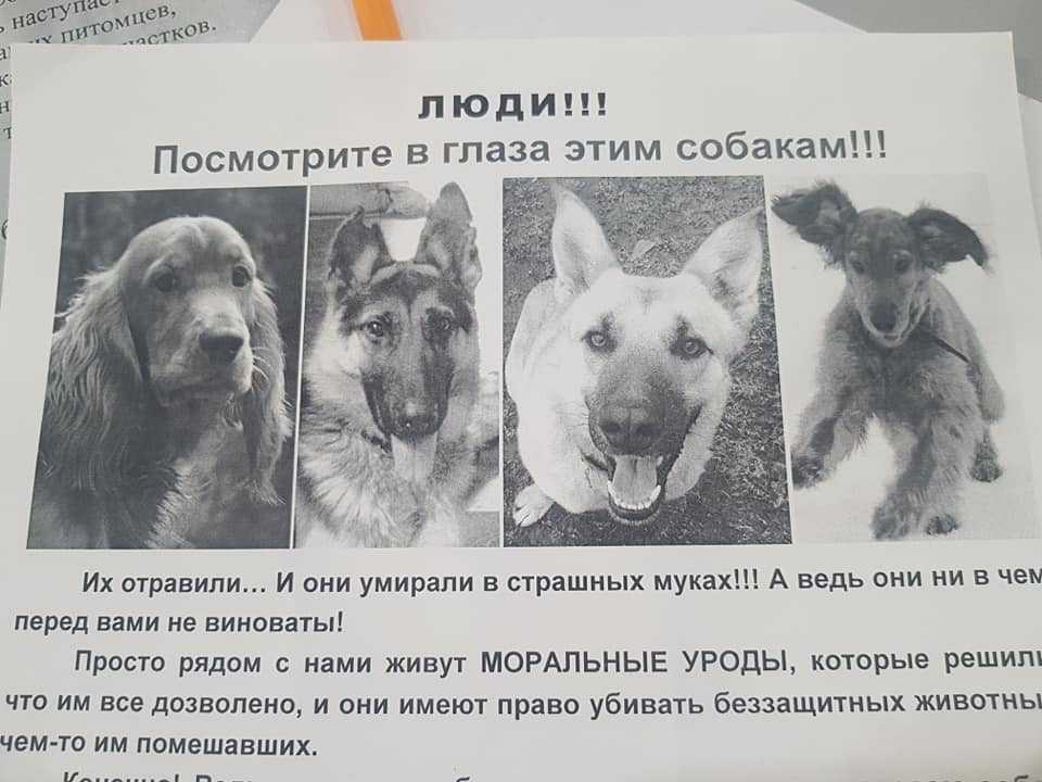 Как понять, что собака умирает: признаки, симптомы, ваши действия