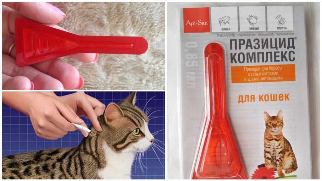 Дронтал для кошек: инструкция по применению, отзывы, аналоги