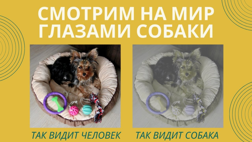Маленькие породы собак: названия и фото (каталог)