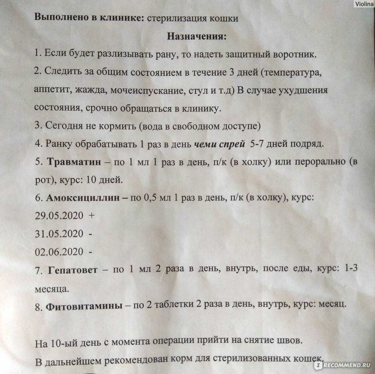 Как ведет и чувствует себя кошка после стерилизации