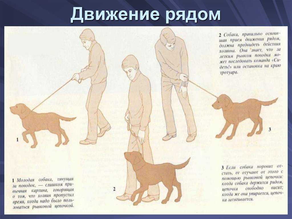 Как научить собаку команде «рядом», инструкция и видео руководство