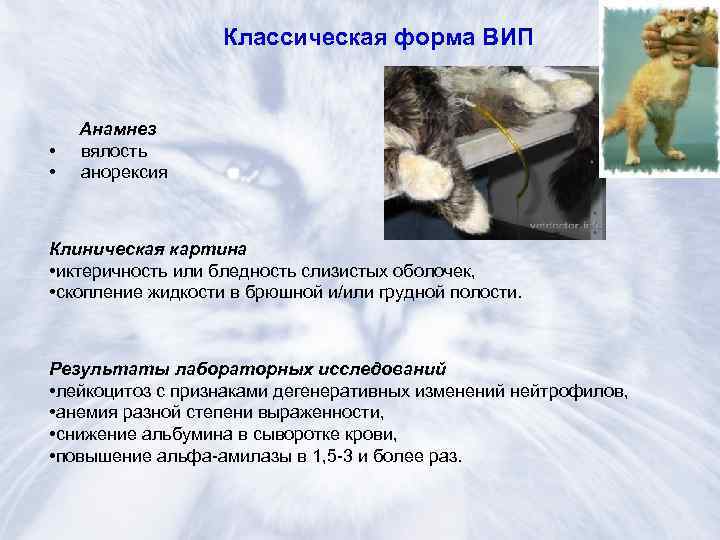 Нематодозы у кошек