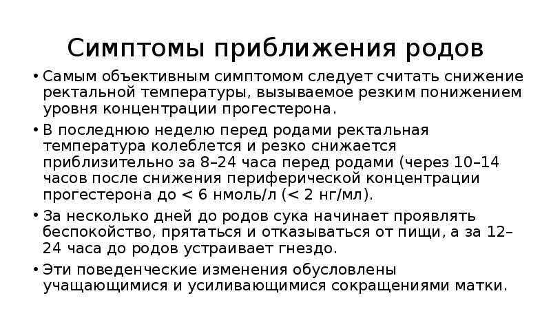 Помощь для кошки во время родов: что делать если не может родить сама