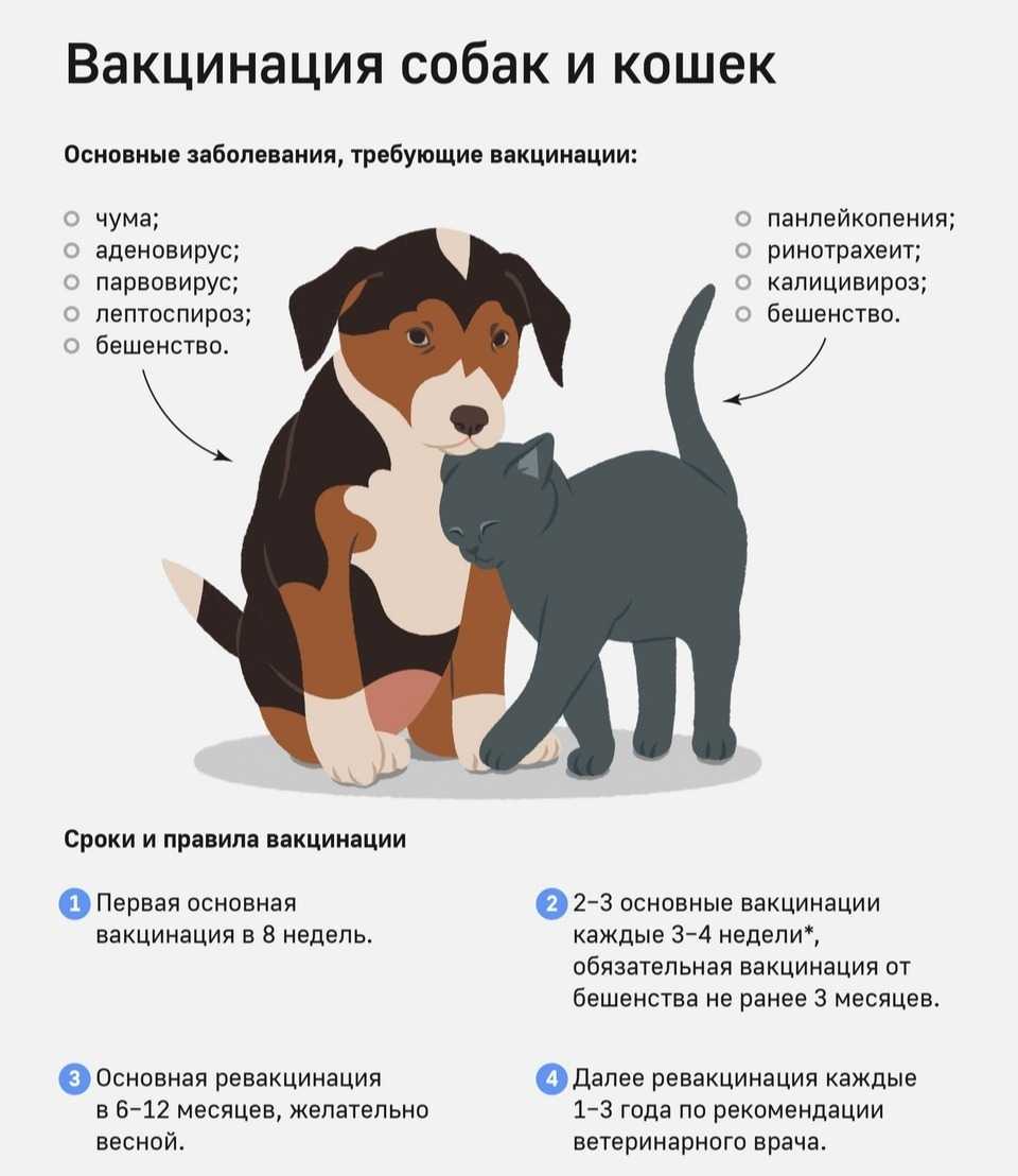 Как стерилизуют кошек: методы операции, что такое, как происходит