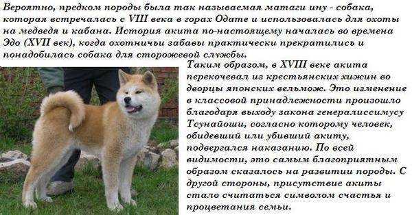 Кисю — описание и характеристика породы (с фото)