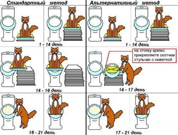 Как часто кошка должна ходить в туалет по большому и по маленькому