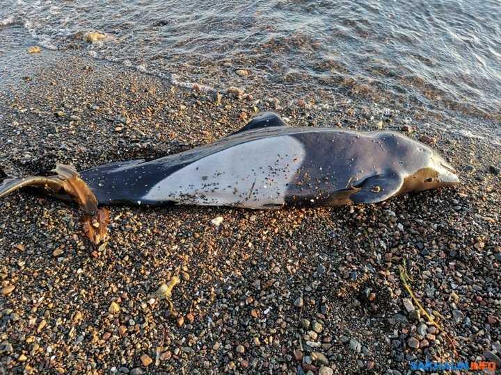 Анатомию морской свинки необходимо знать Скелет, внутреннее и внешнее строение тела - определяют правильное кормление и обеспечение безопасности зверька