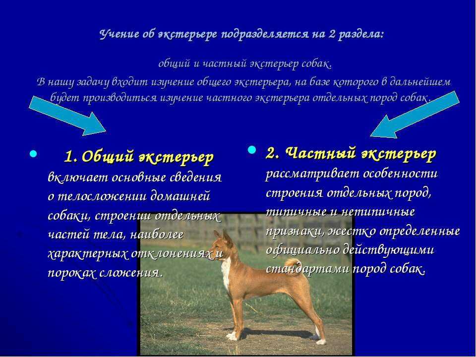 Узнайте, что такое экстерьер собаки, что входит в понятие частной экстерьерной характеристики, как происходит экспертная оценка, описание примеров специально закрепленных экстерьерных признаков