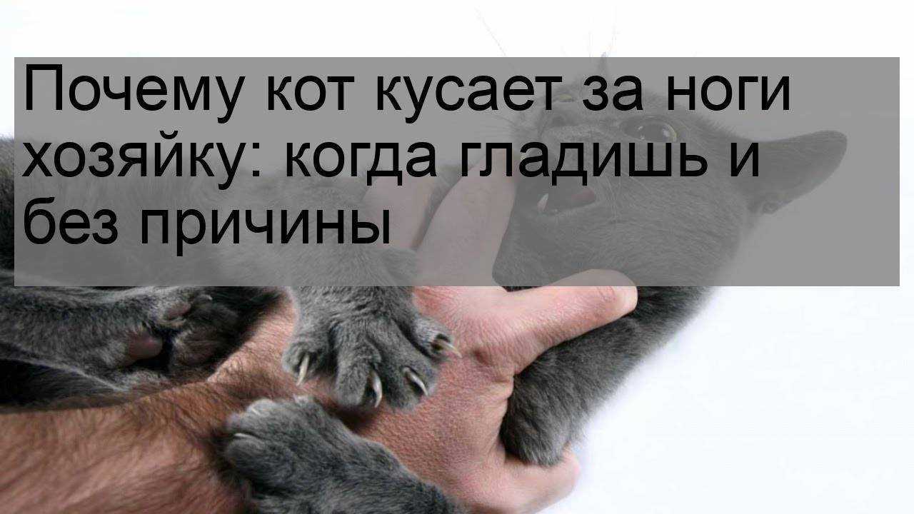 Инструкция: как гладить кошку, чтобы ей понравилось - статьи