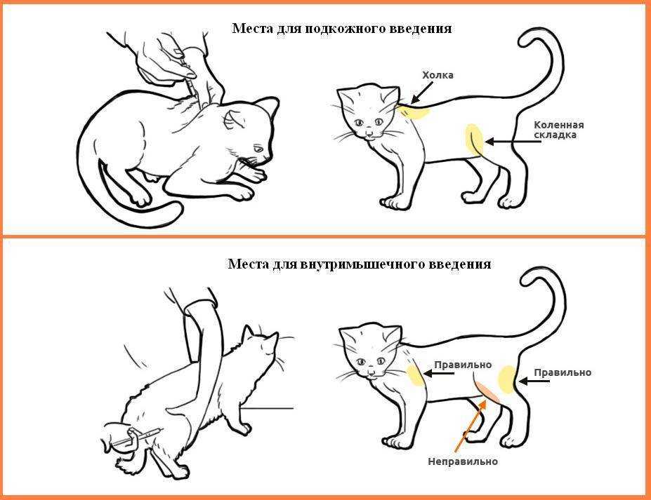 Колики в животе у котенка