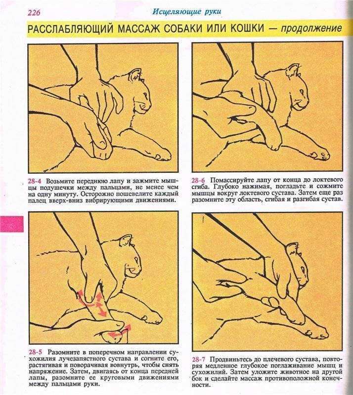 Массаж задних лап кошкам и коту: как правильно делать, зачем, видео