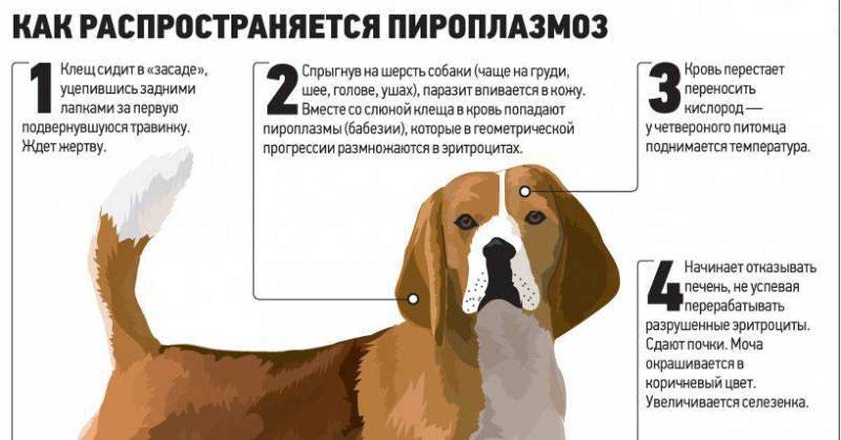 Отодектоз у кошек: причины, признаки, лечение