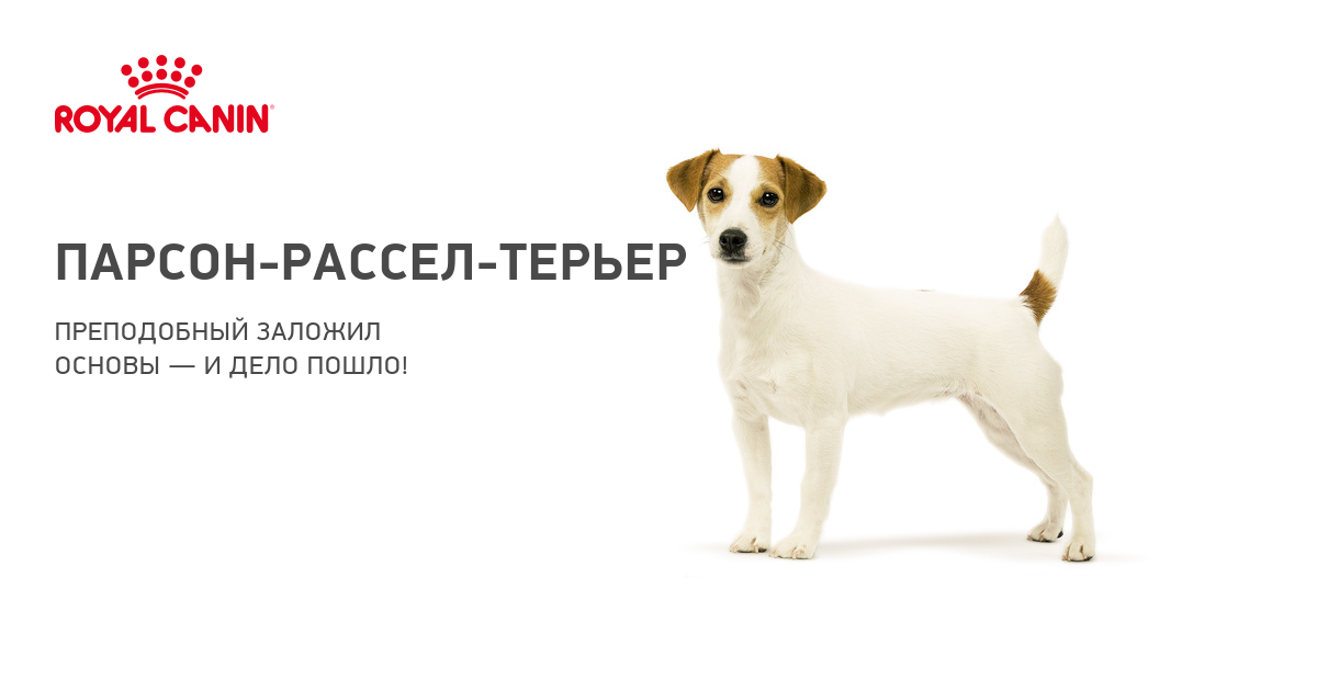 Парсон рассел терьер – охотничья порода ⋆ всё о домашних животных!