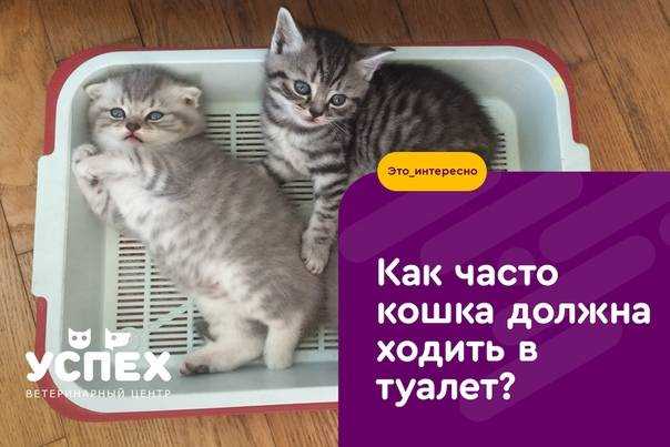 Половая охота котов: признаки, длительность. кот просит кошку, особенности половой охоты у котов и способы решения проблемы. что делать хозяину, когда кот хочет кошку?