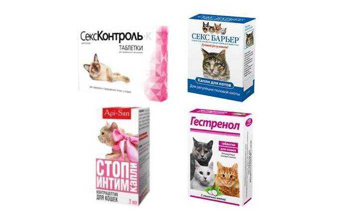 Течка у кошек (просит кота), вязка британских котов, сколько гуляет (длится спаривание), как происходит