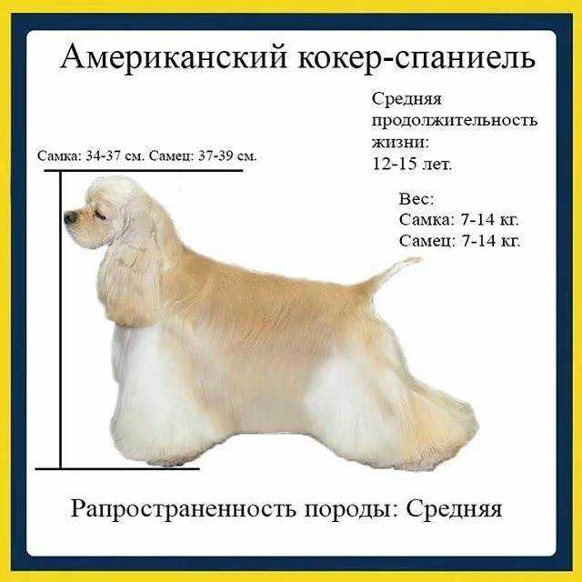Французский эпаньоль (спаниель) — описание породы, фото, характер, уход