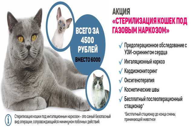 Виды и методы стерилизации кошки