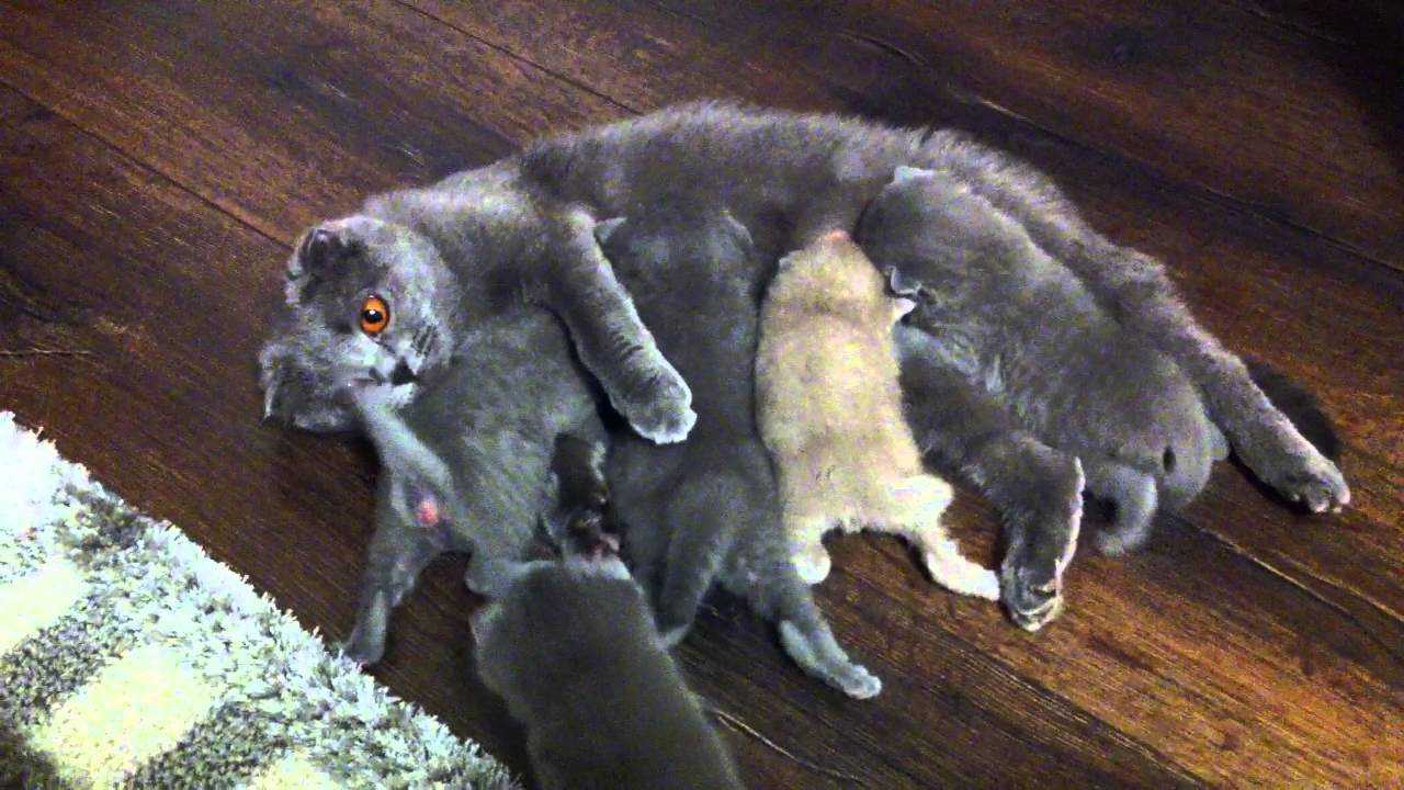 Беременность шотландской кошки: симптомы и признаки