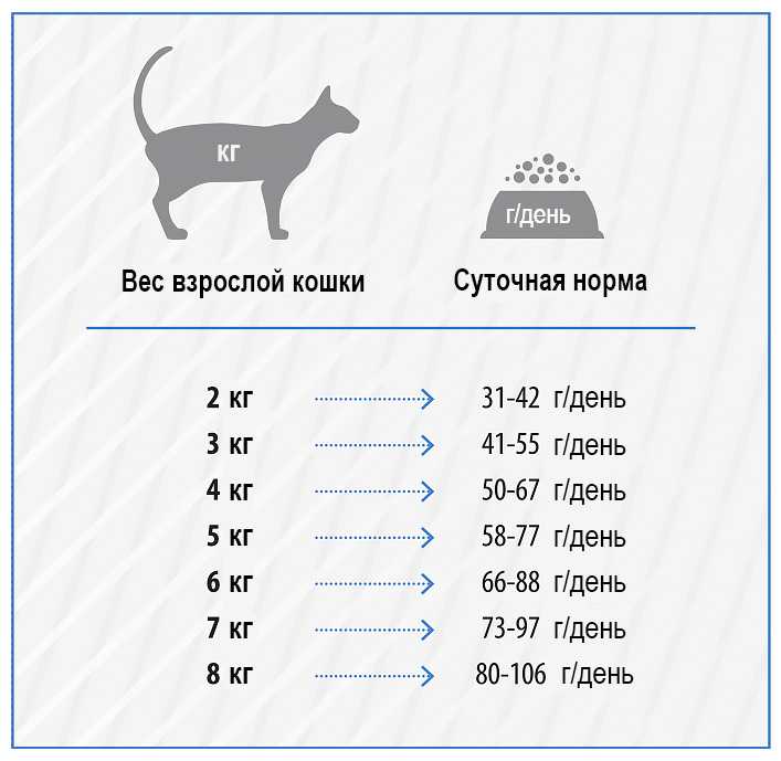 15 распространенных болезней домашних кошек и их симптомы
