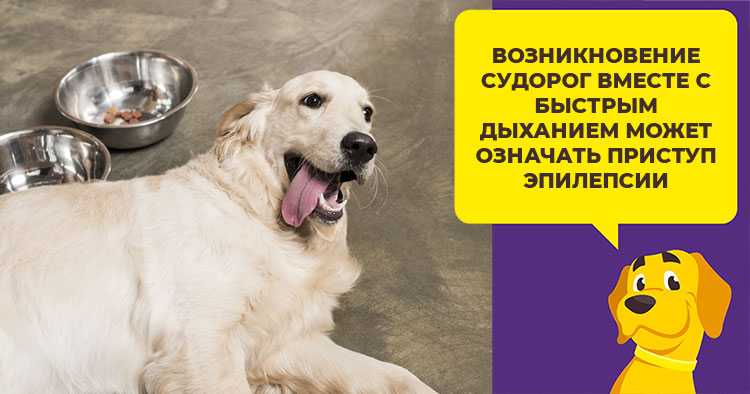 Почему собака часто дышит: норма, причины, возможные недуги