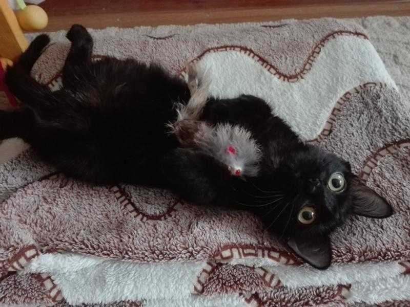 Что дать котенку от запора?