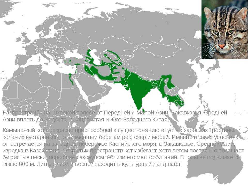 ᐉ китайские кошки с большими глазами фото, дракон ли? - zoomanji.ru