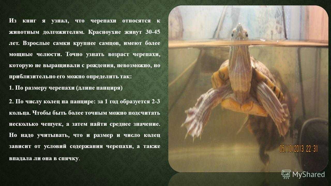 Спячка красноухой черепахи: признаки, как вывести из спячки